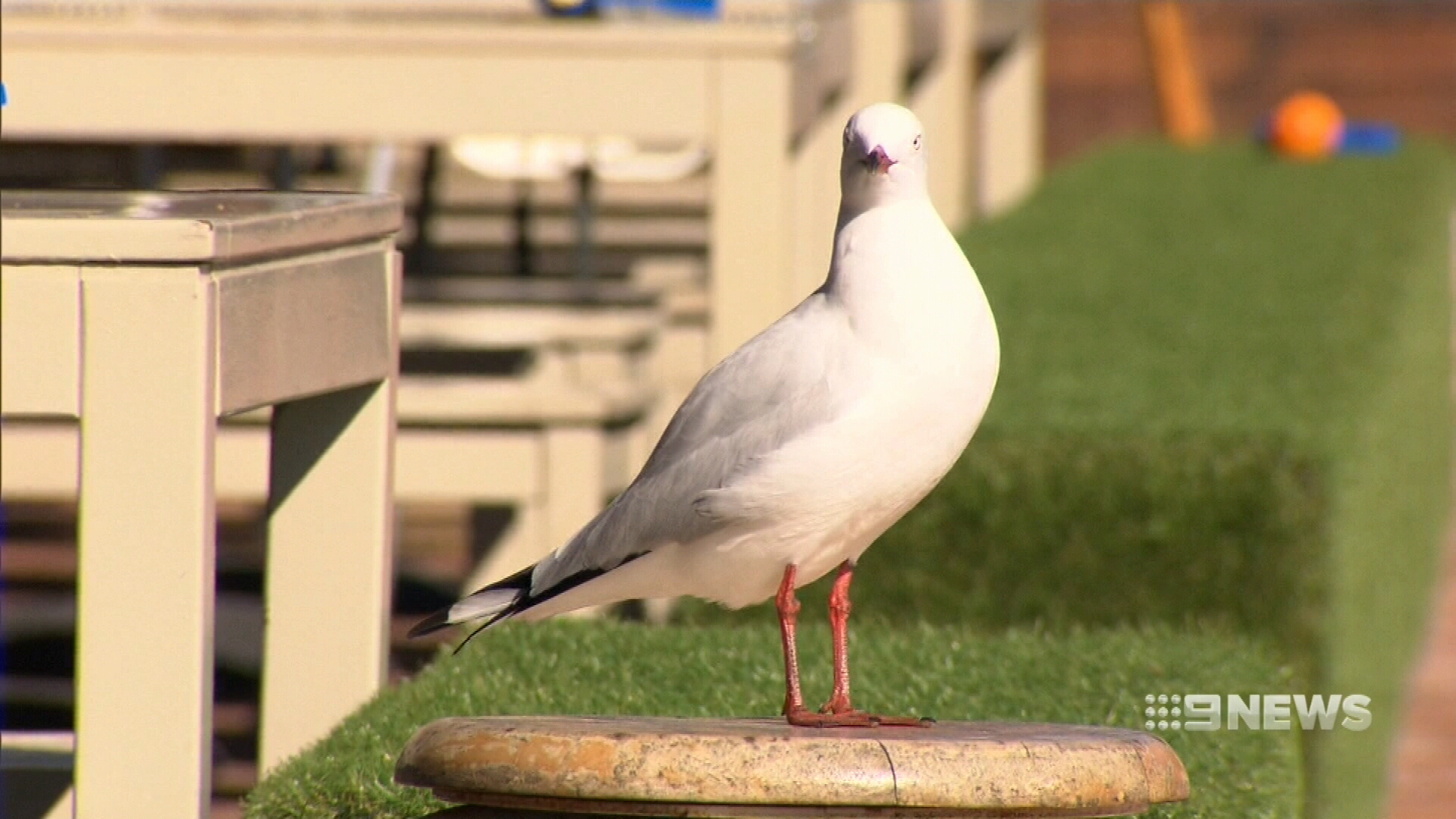 Water guns used by restaurant to ‘blast’ seagulls away