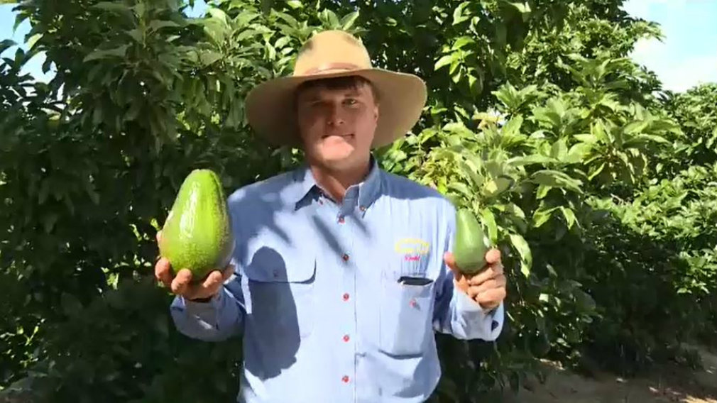 Avozilla Worlds Largest Avocado Hits Australia