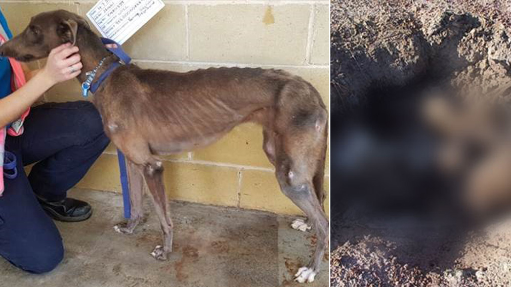 'Horrific scene': Greyhounds found in shallow grave