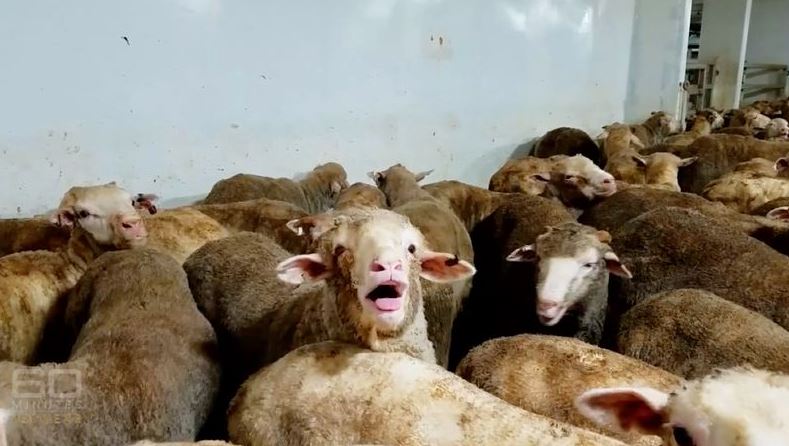 Company embroiled in sheep export scandal has licence suspended