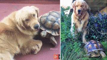 Forget The Tortoise and the Hare … Larry's best friend is a dog