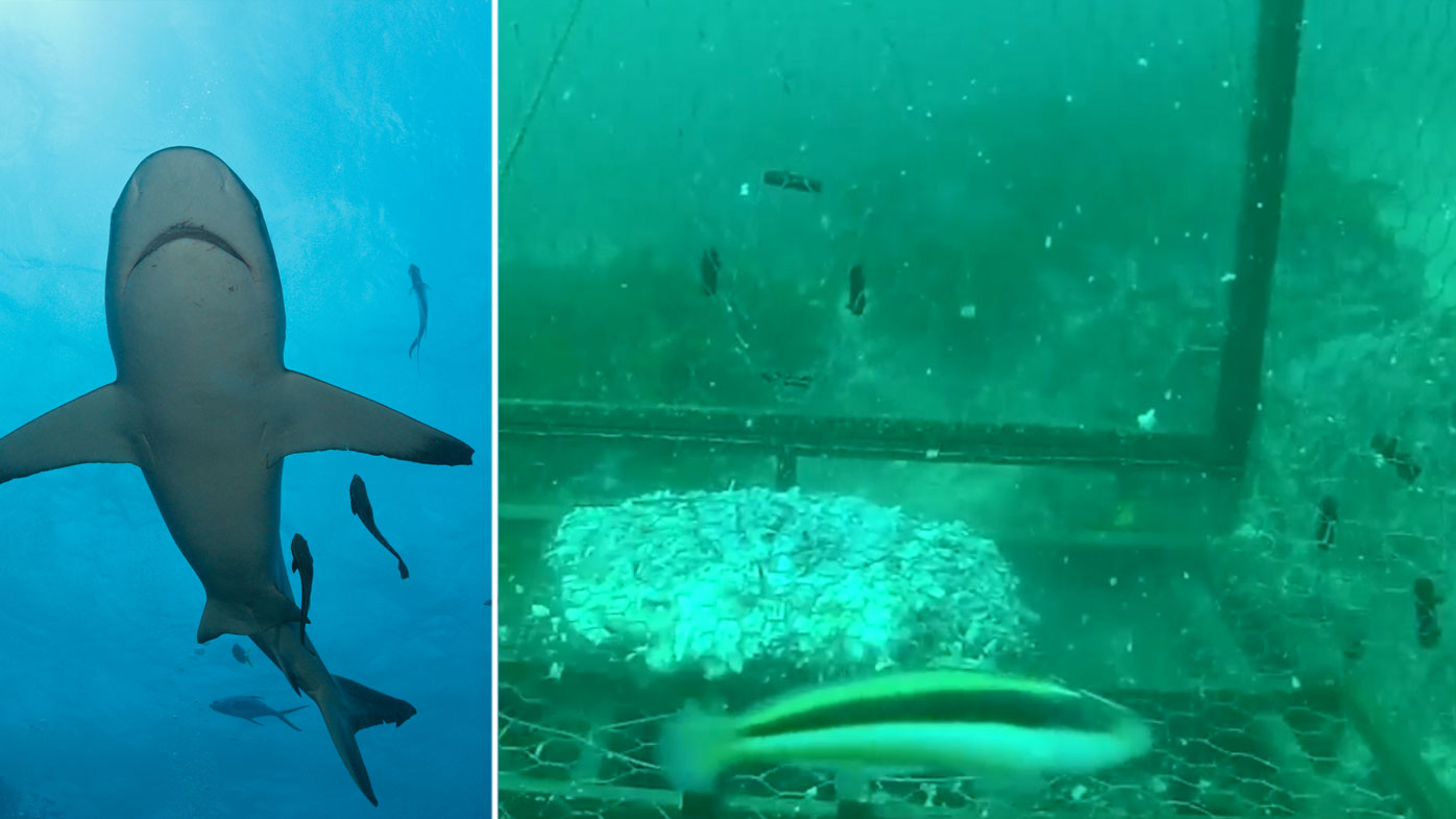 could help save the lives of sharks, new study proves 9Pickle