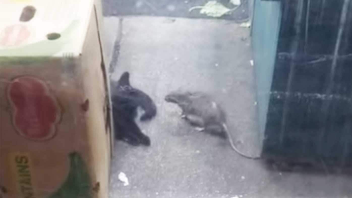 Rat attacks cat in NYC viral video 9Travel