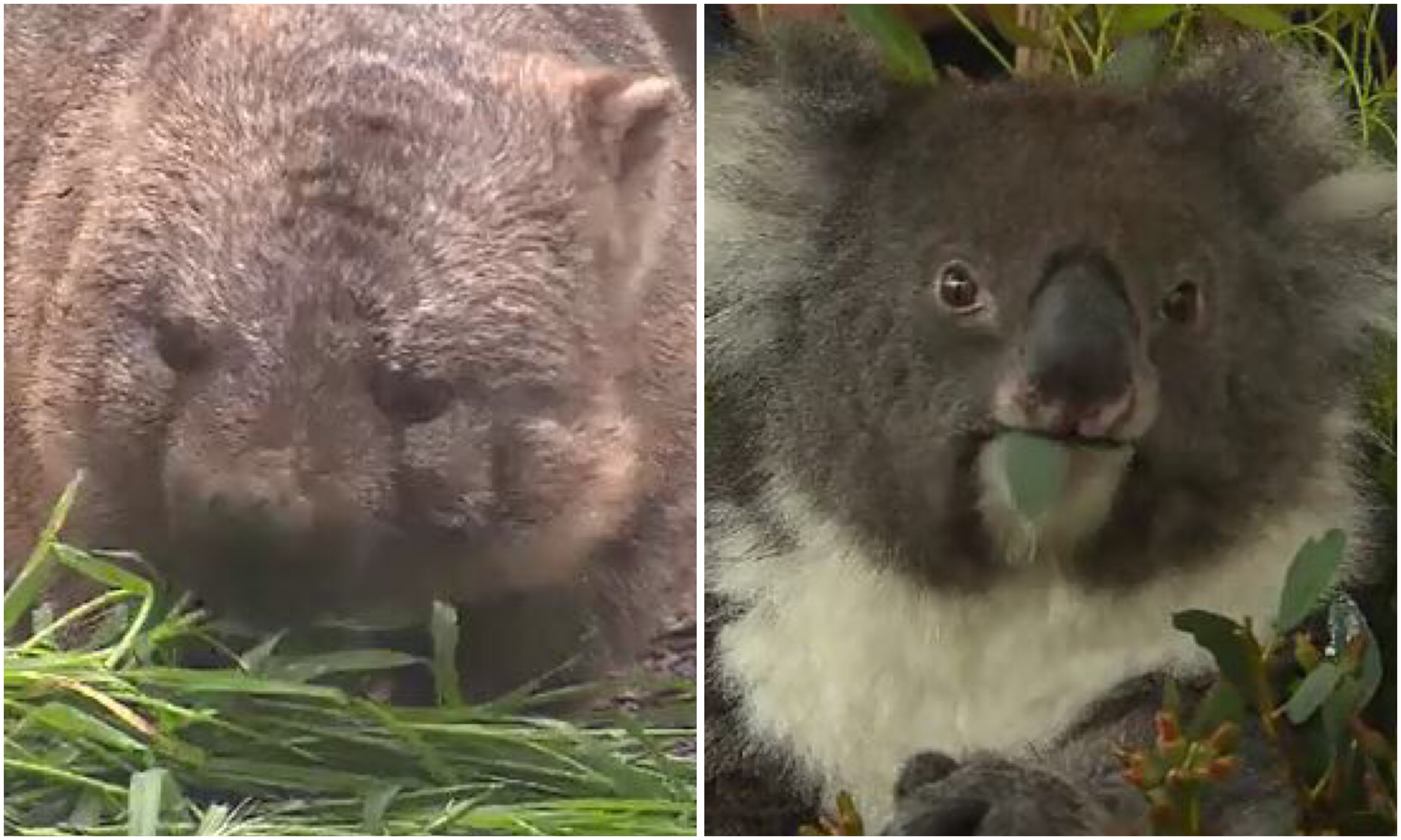 Adelaide Hills Koalas wombats travel to England conservation program
