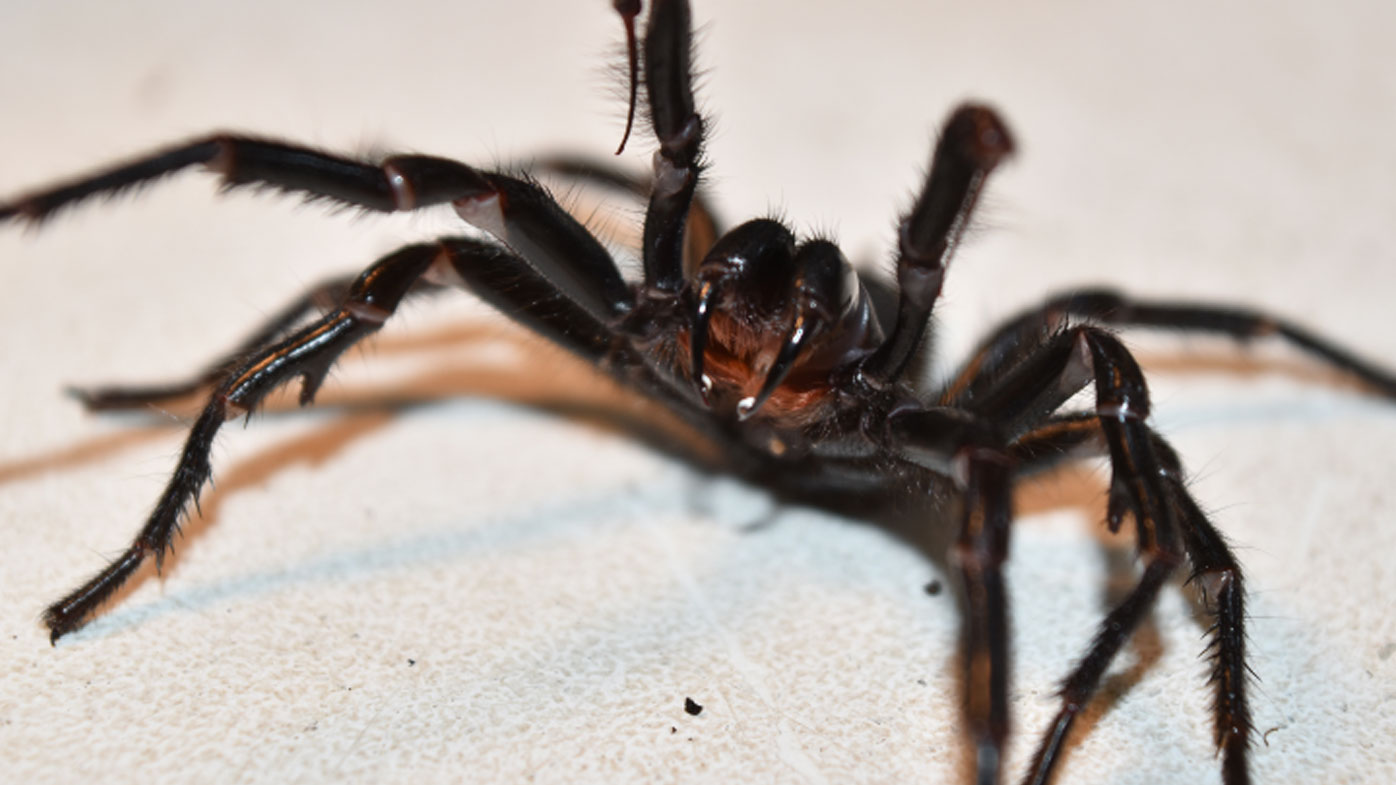 How to catch a funnel web spider: Experts ask for help after influx