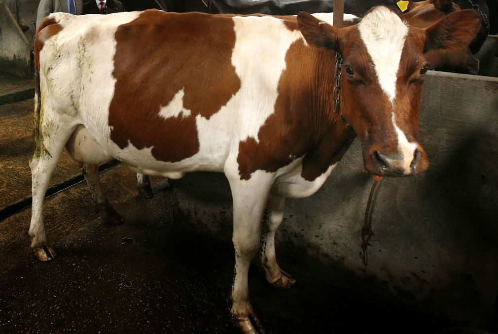 First Case Of Mad Cow Disease In A Decade Confirmed On Uk Farm 3319