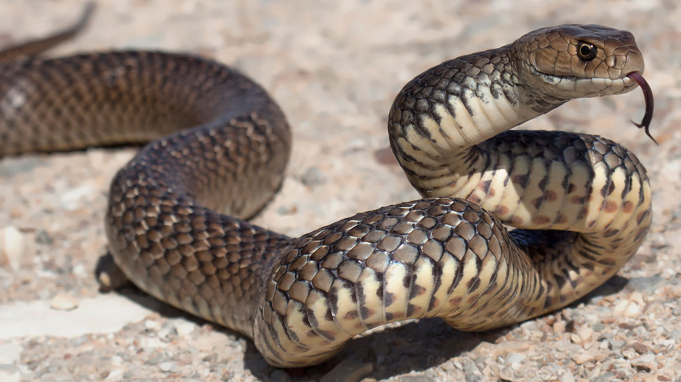 Snake catcher urges Aussies to stay away