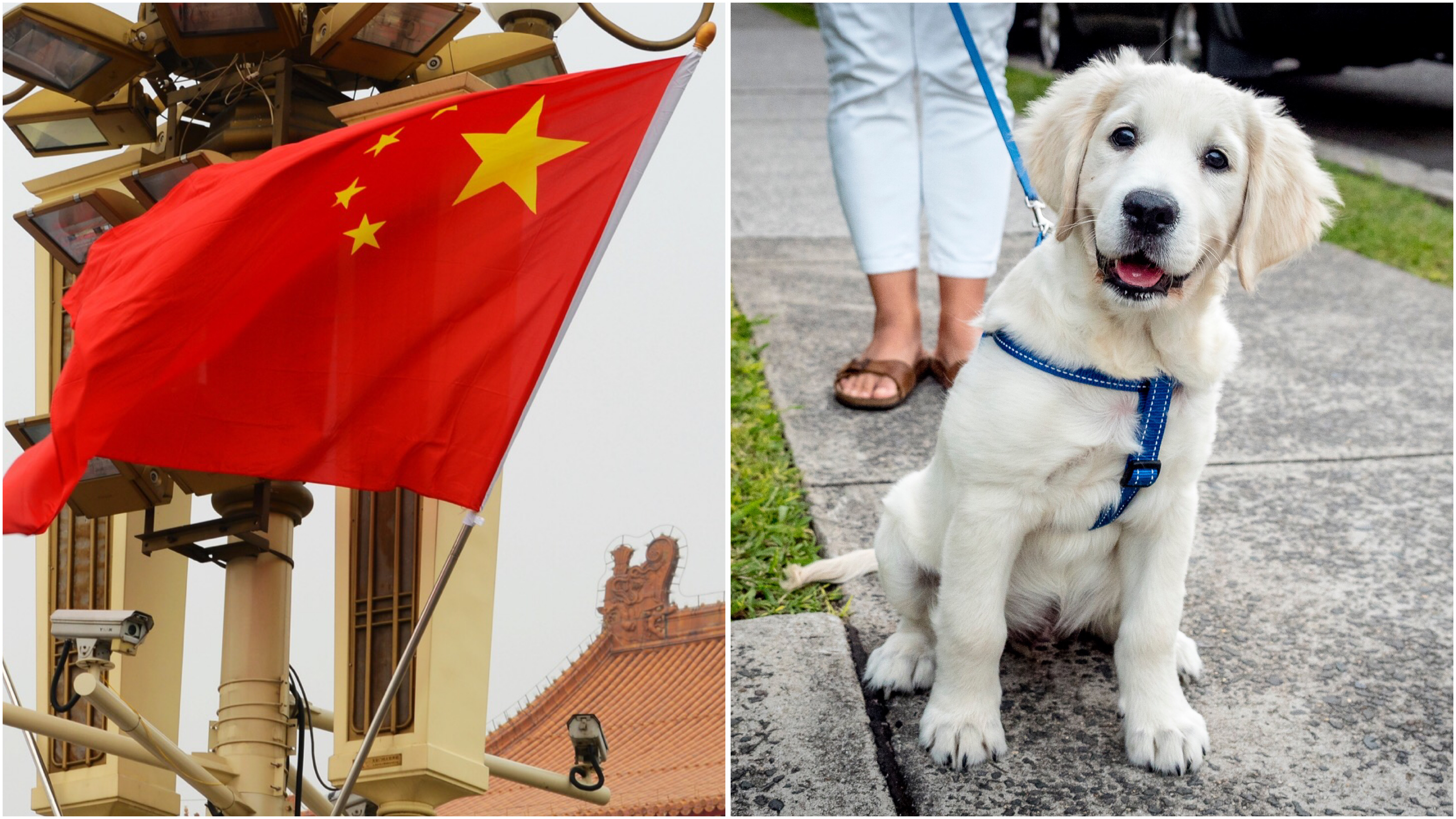 China dog ban Owners in Wenshan banned from walking pets in parks during daytime