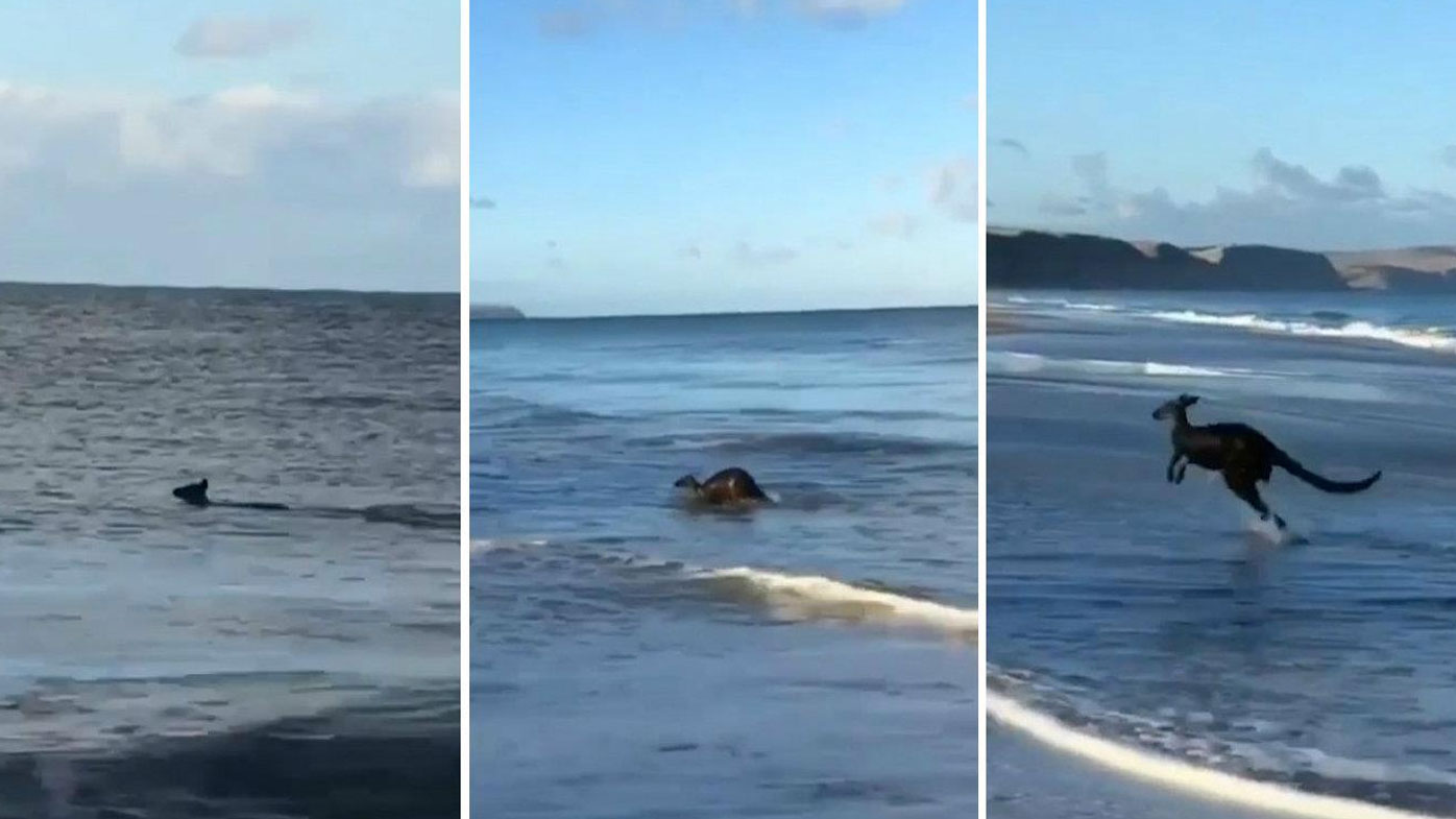 Kangaroo takes swim in South Australian surf 9Pickle