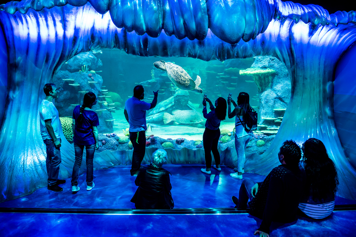 underwater submarine aquarium exhibit