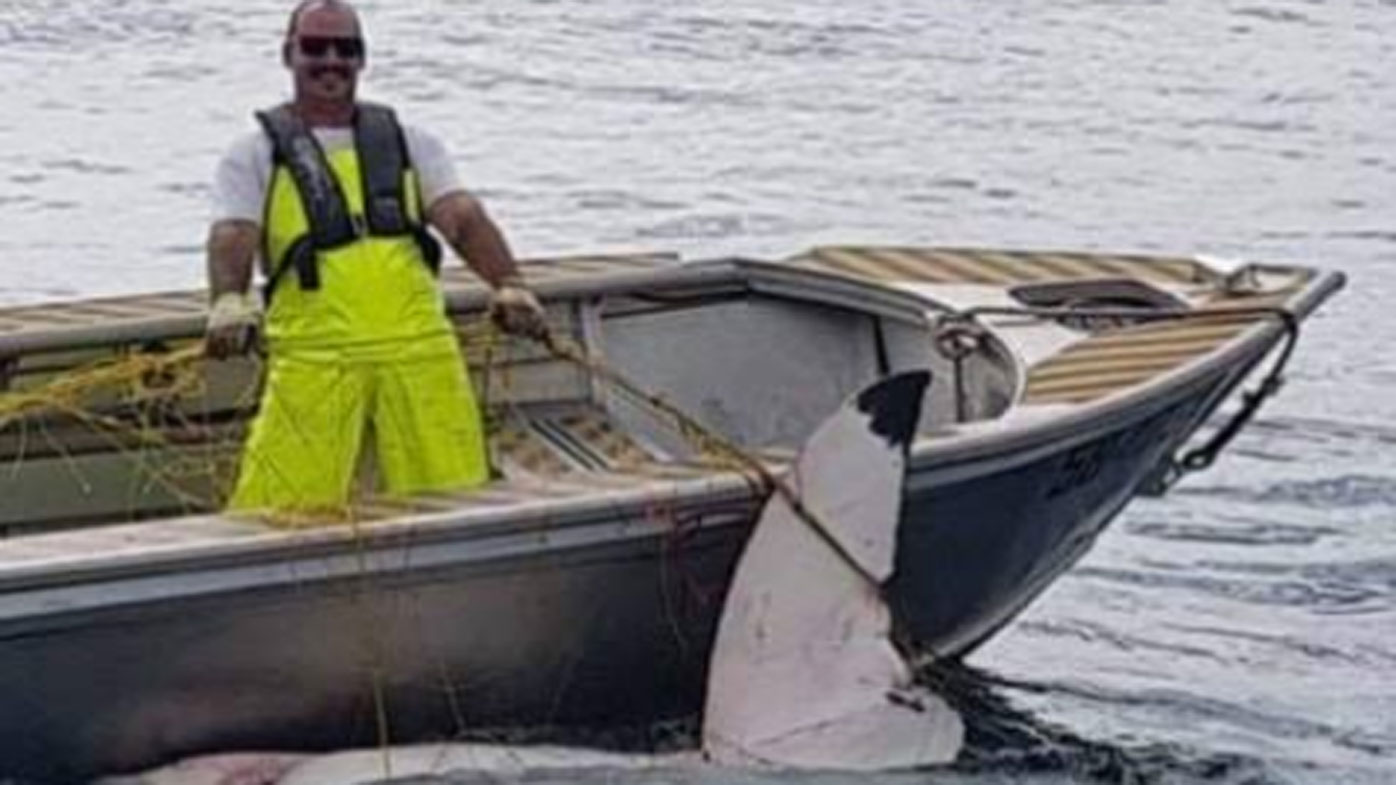 Massive great white removed from shark net at popular beach