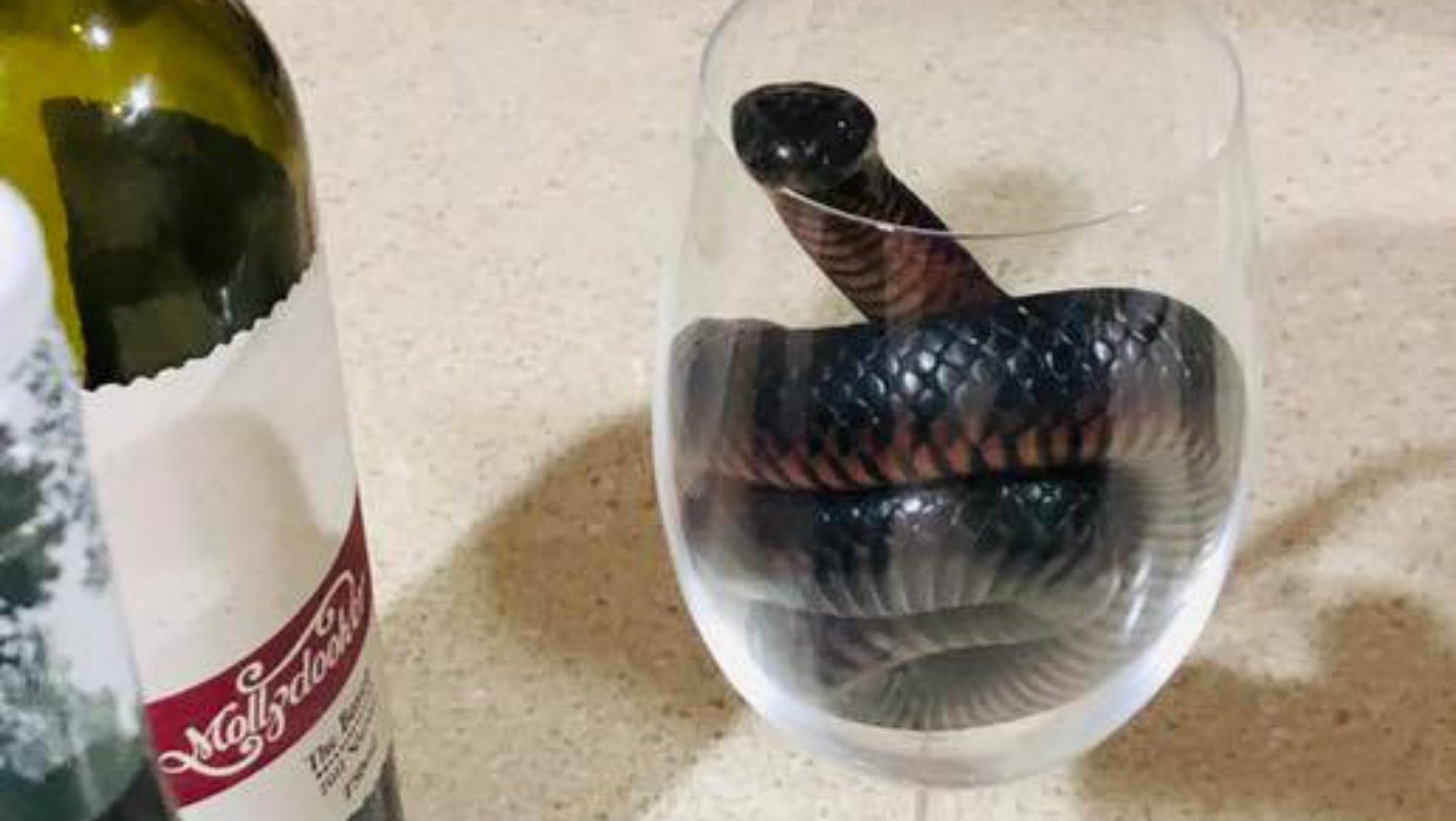 Snakeintheglass shows just how venomous reptiles can sneak into