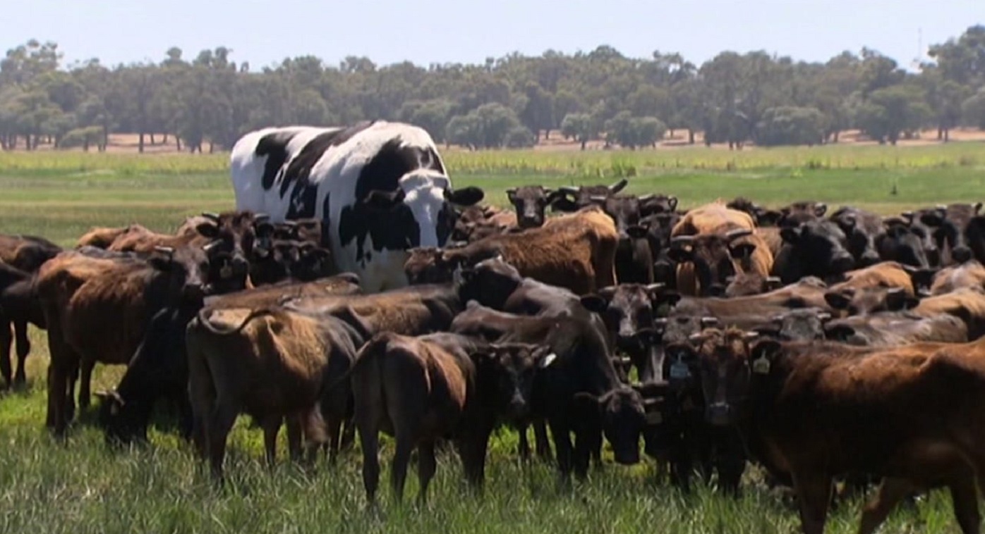 'Knickers' Australia's largest cow saved from slaughterhouse