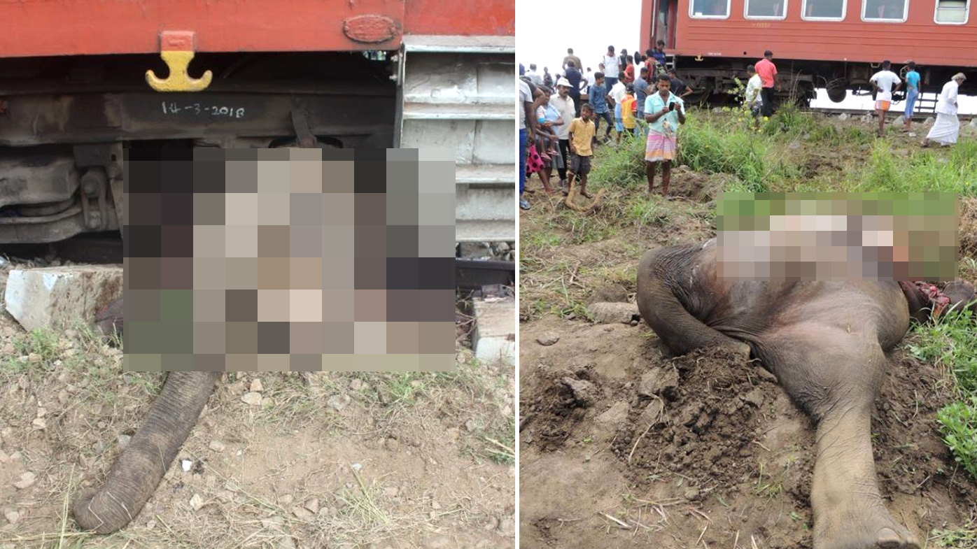 Elephants killed by Sri Lankan trains a disturbing new trend
