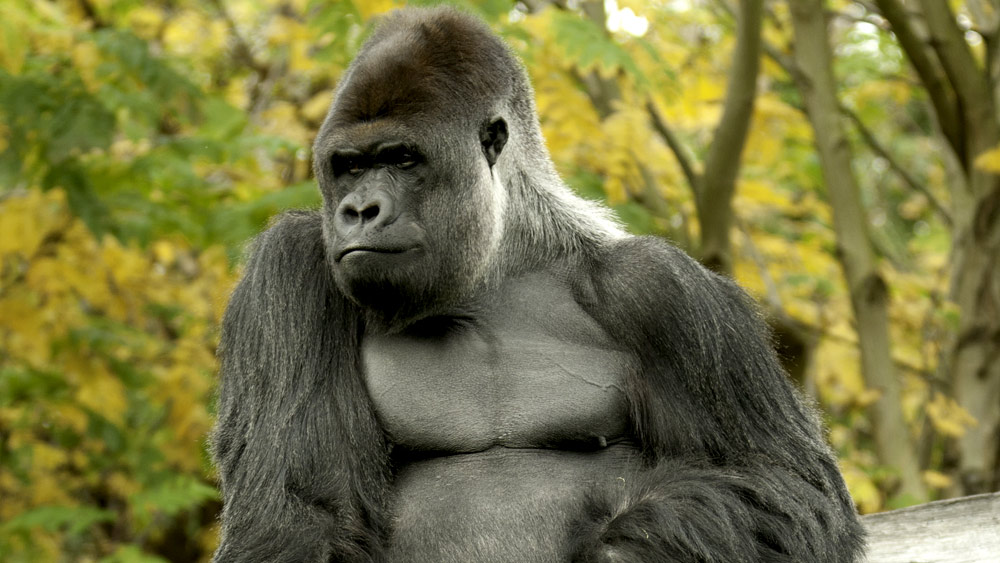 strong gorilla penis