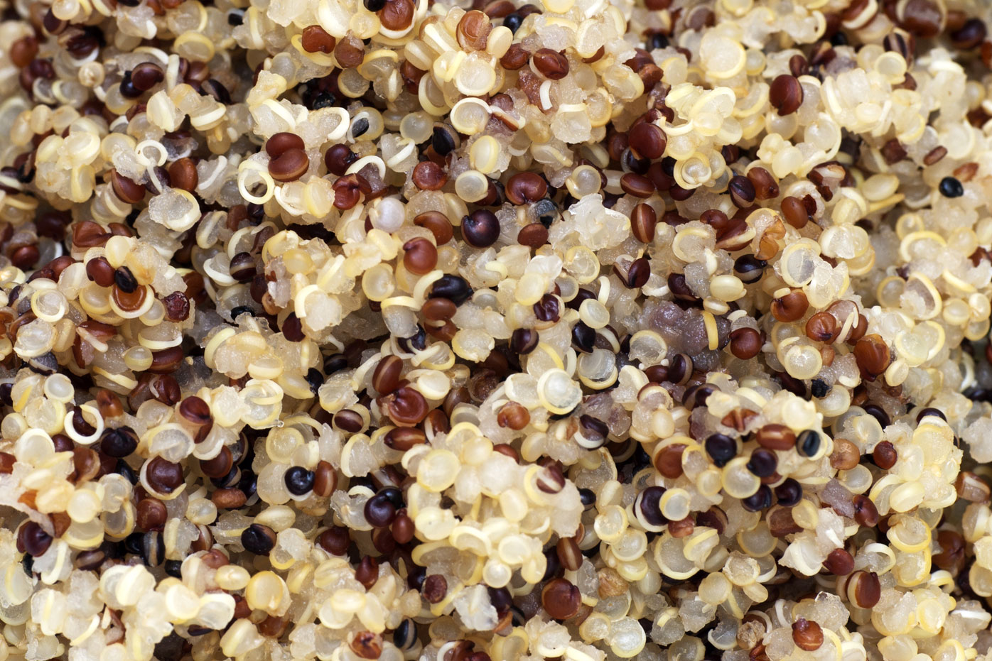 10 plantbased protein sources 9Coach