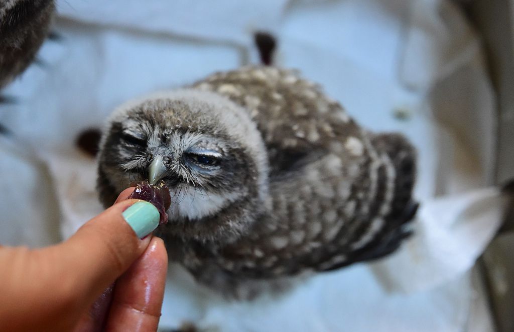 It turns out that owls have legs for days 9Pickle