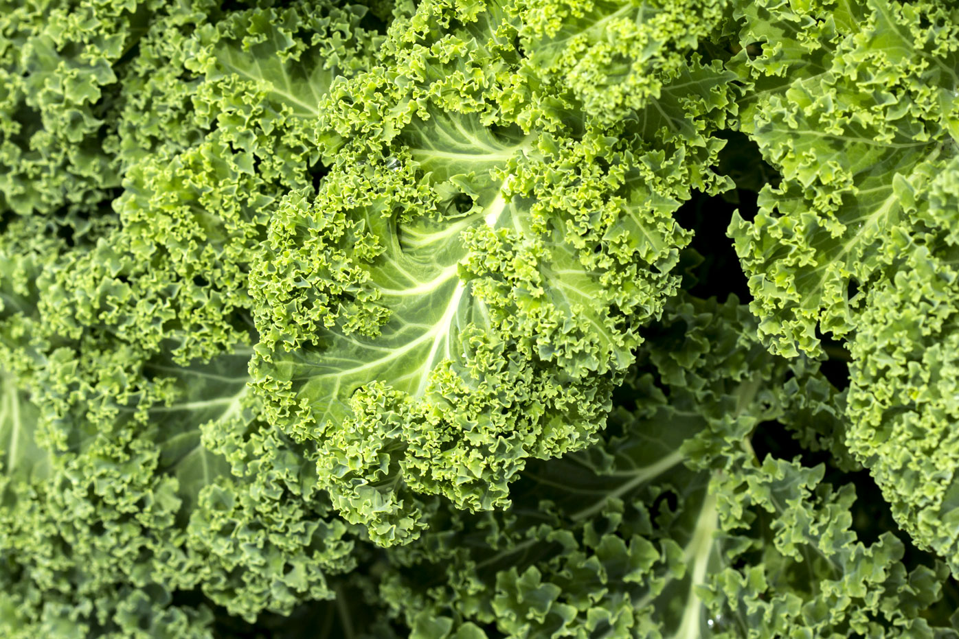 Foods high in lutein — and why it’s so important to eat it 9Coach