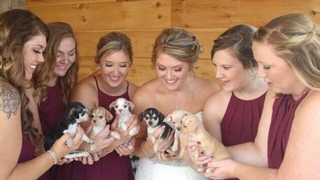 Samantha Clark's wedding puppies from a rescue shelter