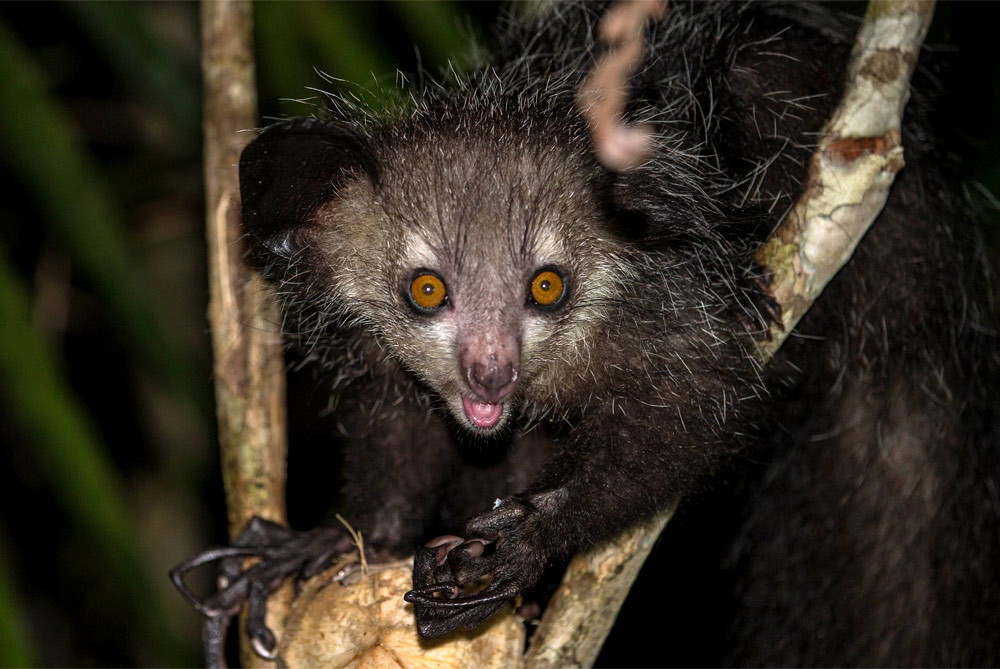 Madagascar's Remarkable (and Endangered) Native Wildlife