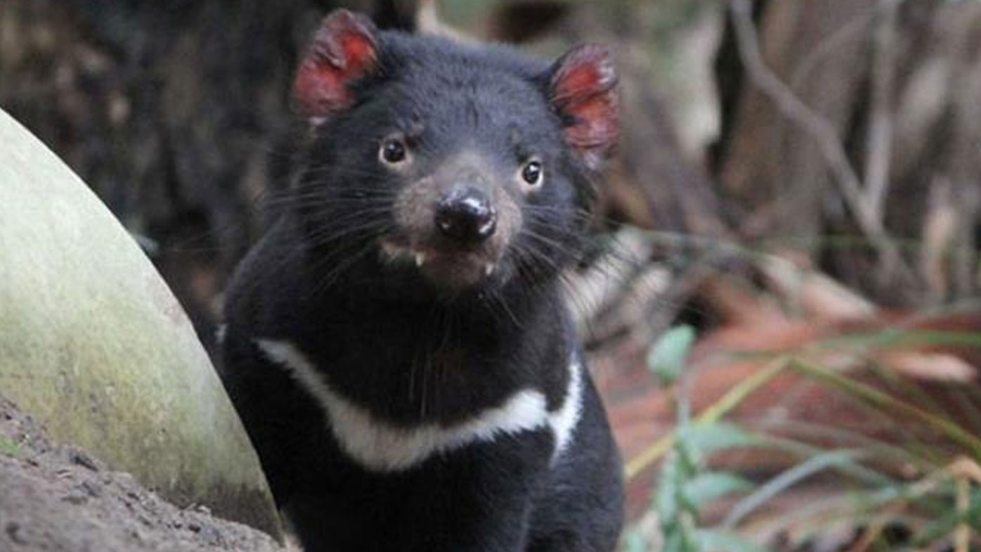 Tasmanian Devil Nominated For Island State Emblem - 9news