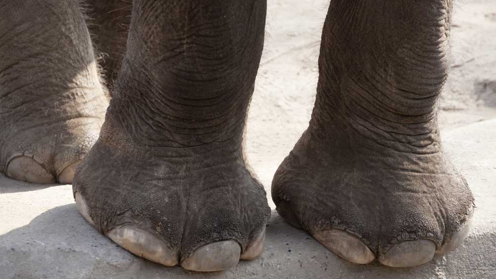 Here's what you can do about 'cankles' 9Coach