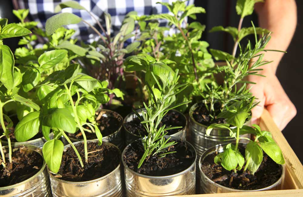 Why are my herbs dying? Common kitchen herb garden mistakes