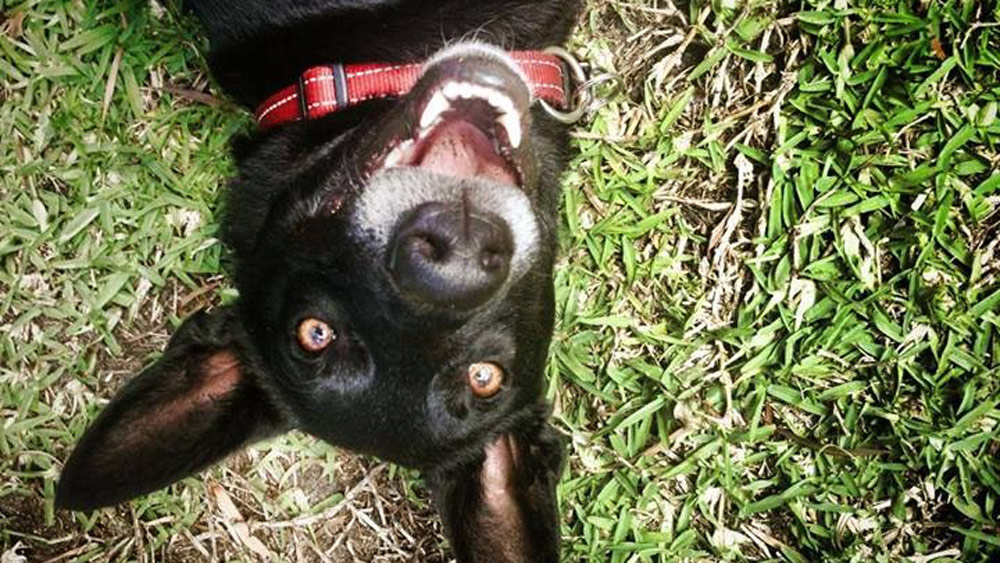 How to snap the perfect pet photo with your phone 9Pickle