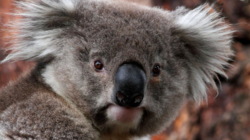 The unbearably gross fact about baby koalas that might ruin them for you forever