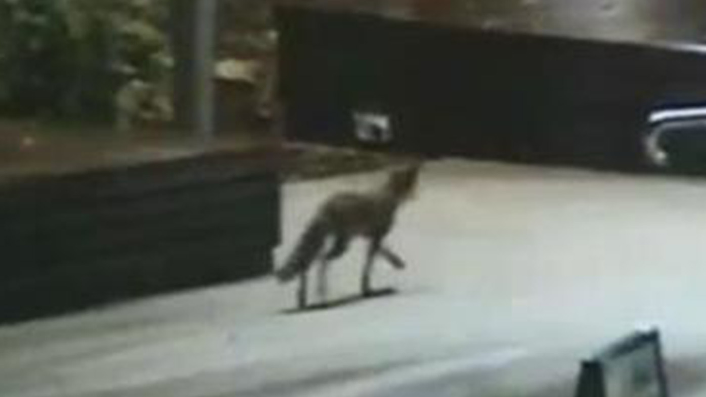 Fox responsible for penguin slaughter at Melbourne Zoo returns to scene of crime - 9news