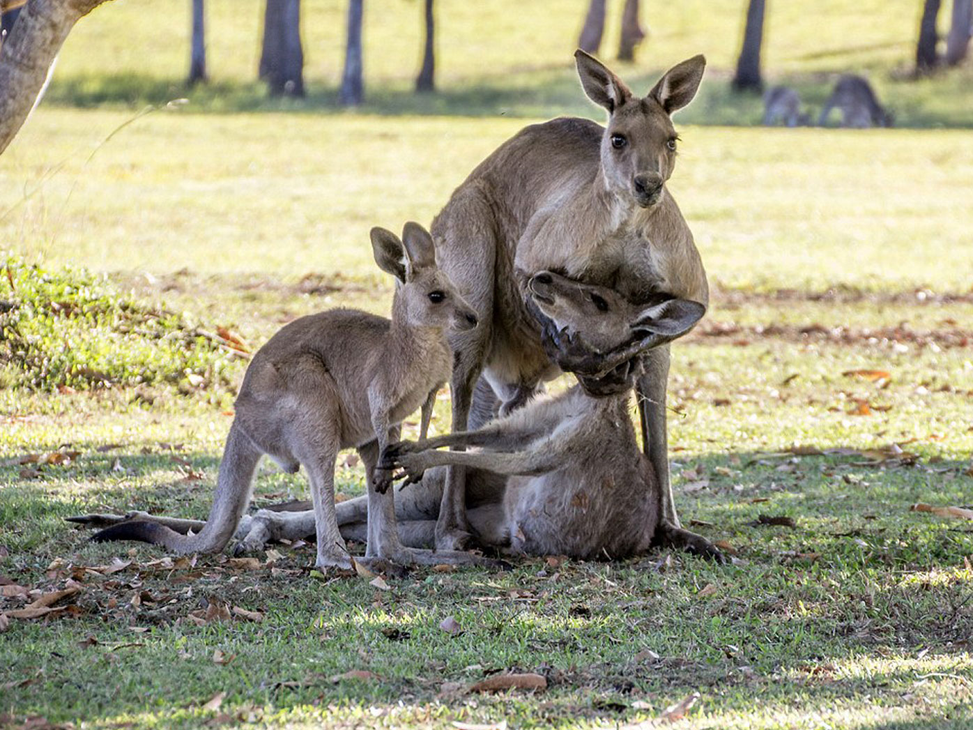 Беременная кенгуру