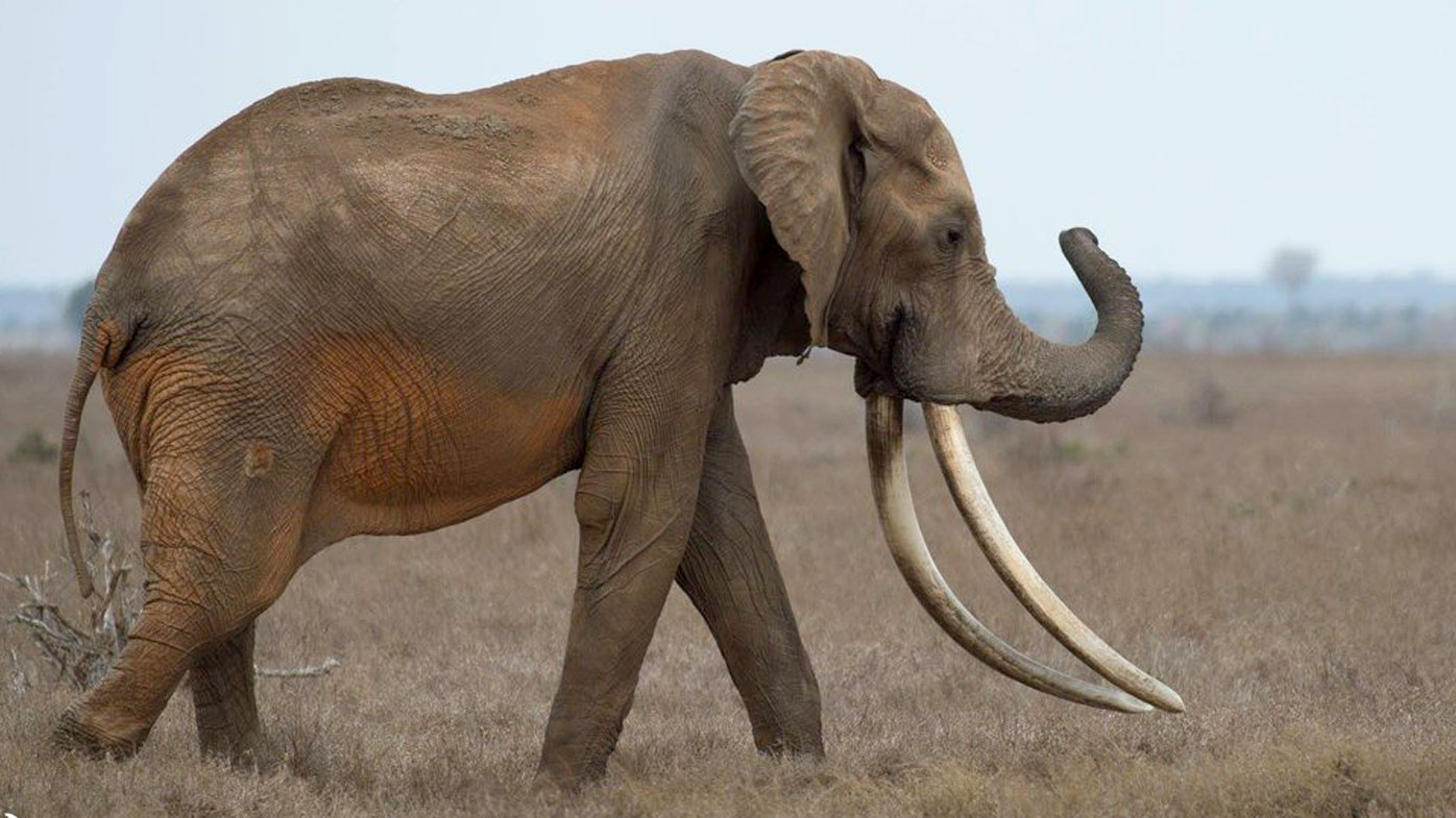 Poachers Kill Rare Giant Elephant Satao II In Kenya 9news au
