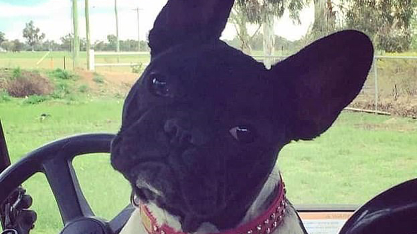 French Bulldogs on Flipboard | Dogs, Birmingham, UK, Gold Coast