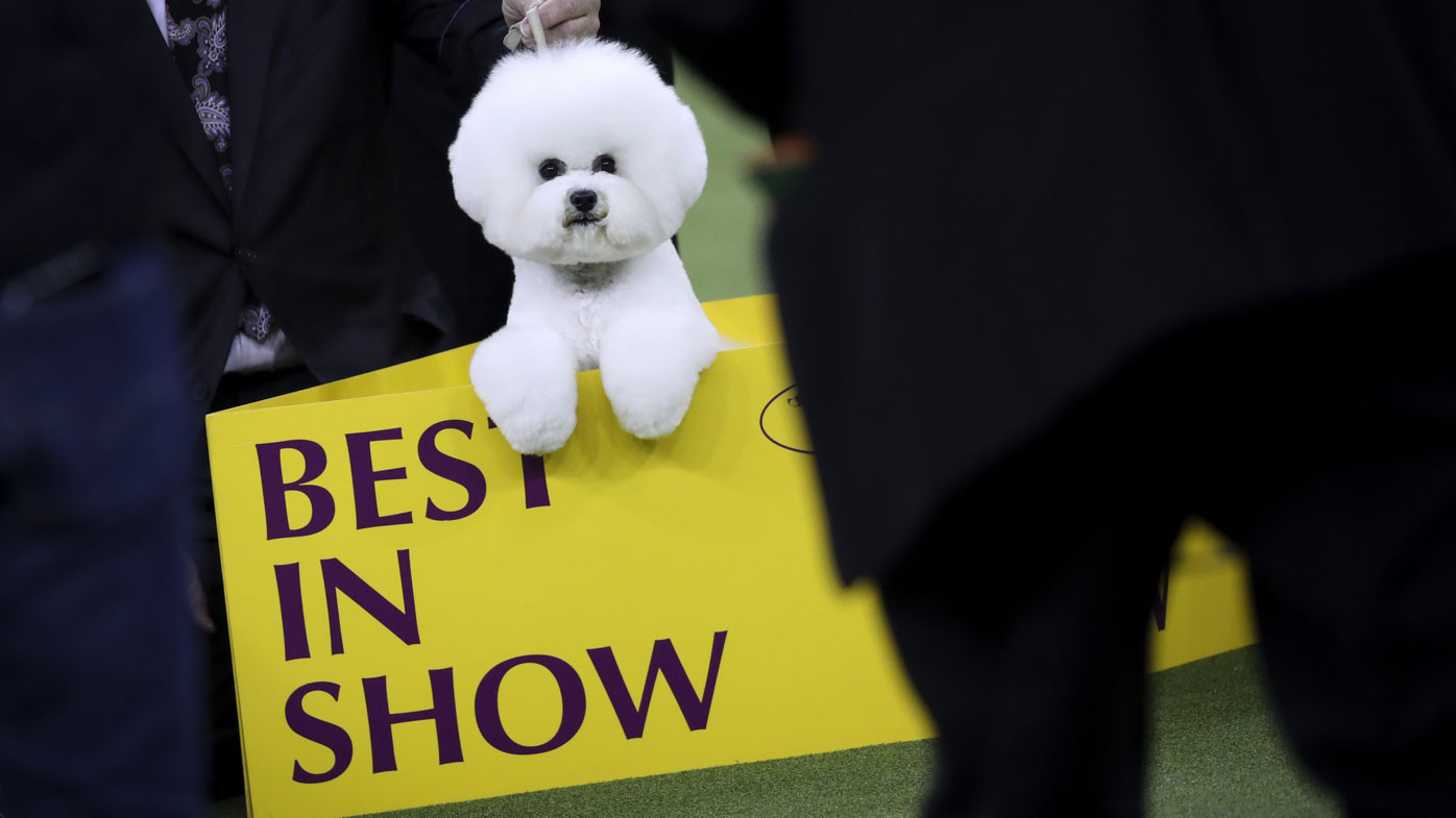 Flynn the bichon frise crowned champion of Westminster Dog Show - 9Pickle