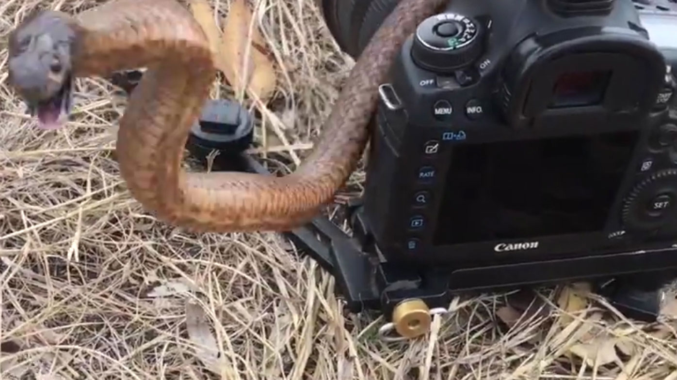 Photographer surrenders his camera to snake after it gets too close during photo shoot 9Pickle