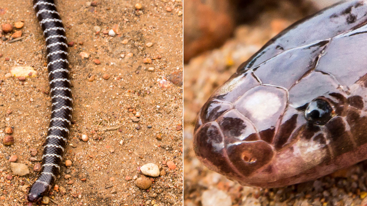 There’s a new species of venomous snake in Australia 9Pickle