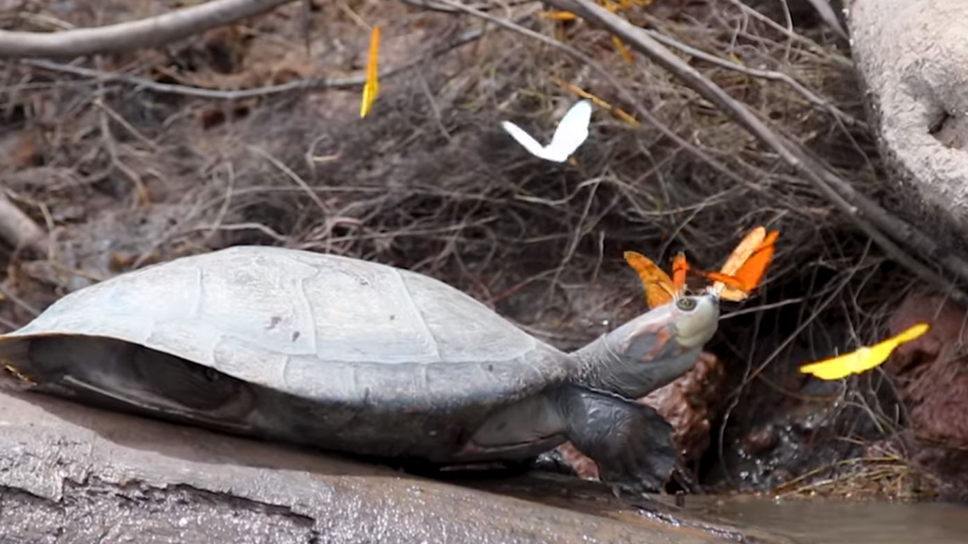 Butterflies swarm on Peruvian turtles to drink their tears 9Pickle