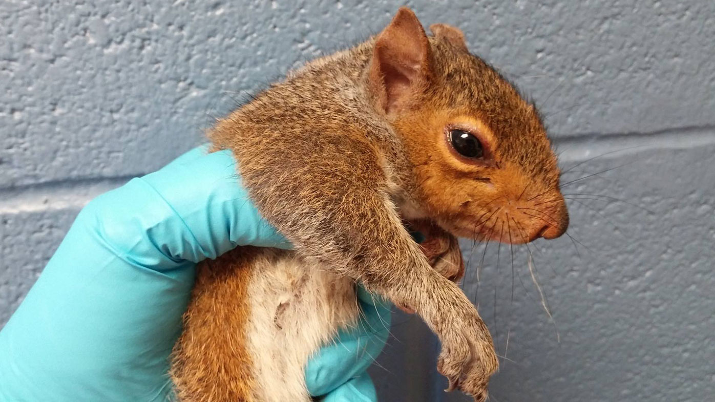 Five squirrels separated after their tails got knotted together 9Pickle