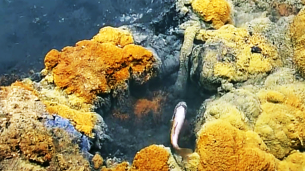 Deadly Brine Pools The Unexpected Threat - vvzju67