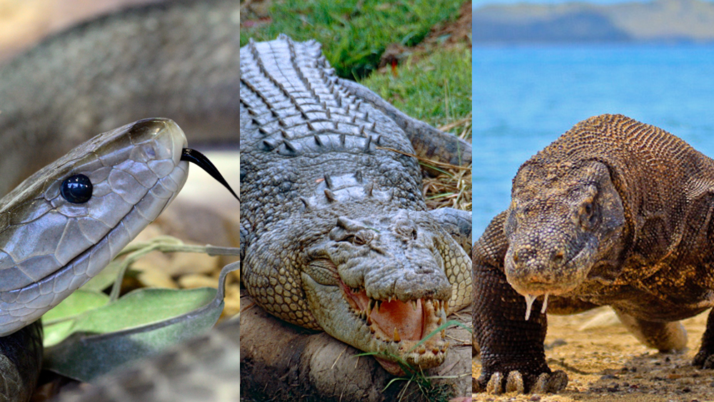 The world's most popular reptiles according to you 9Pickle