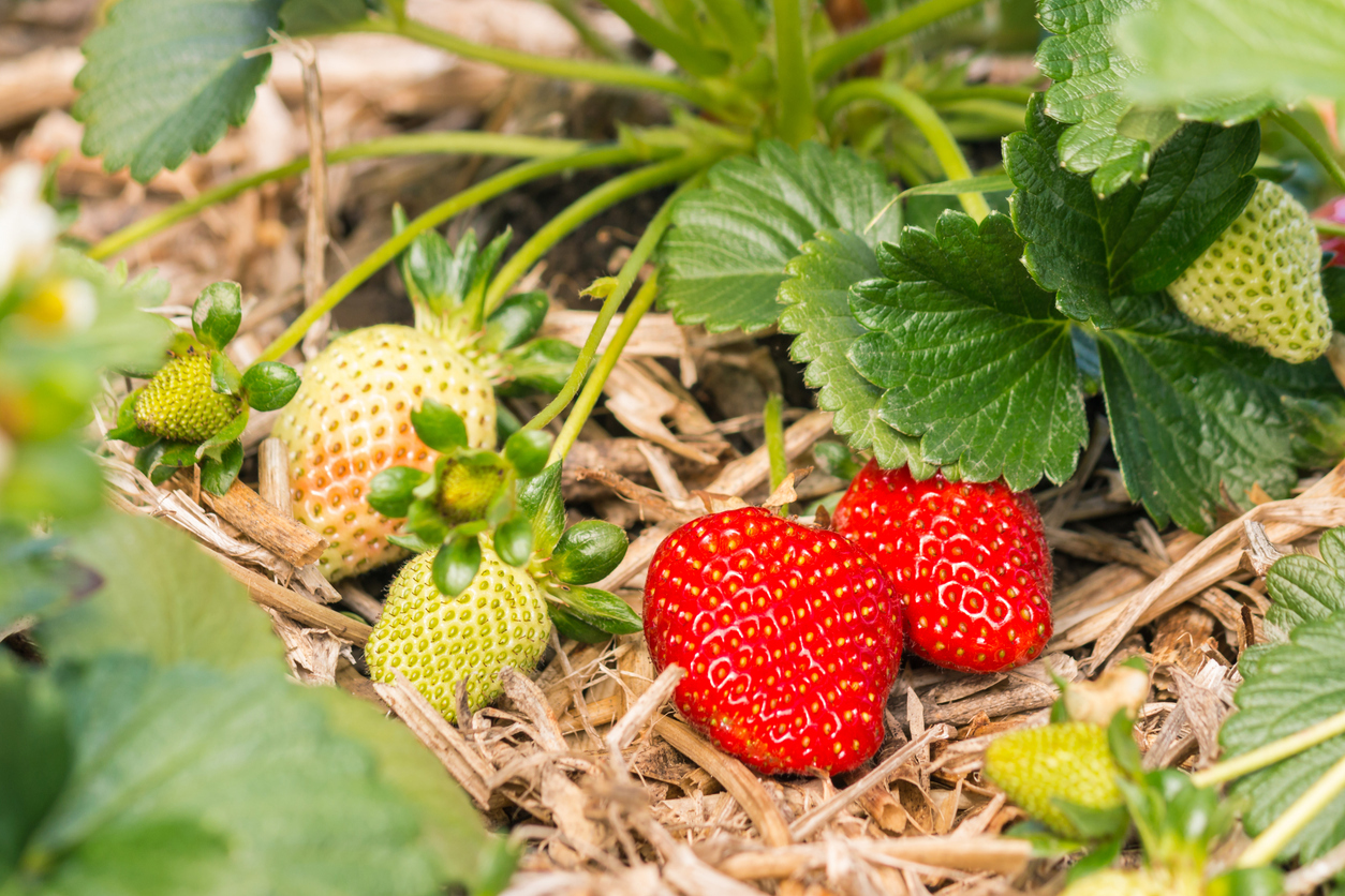Gardening mistake luring slugs to strawberry plants instead of deterring them