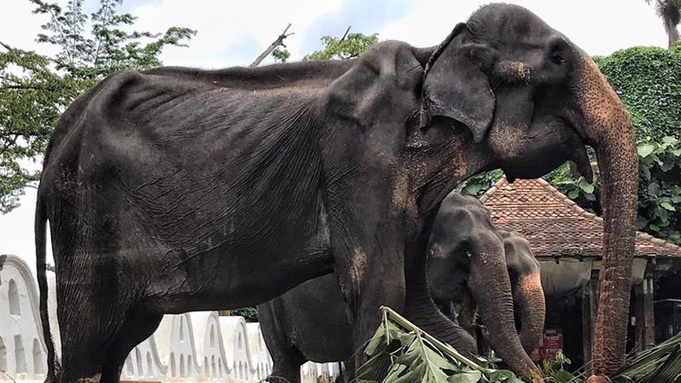 Heartbreaking photos show malnourished festival elephant performing in Sri Lanka 
