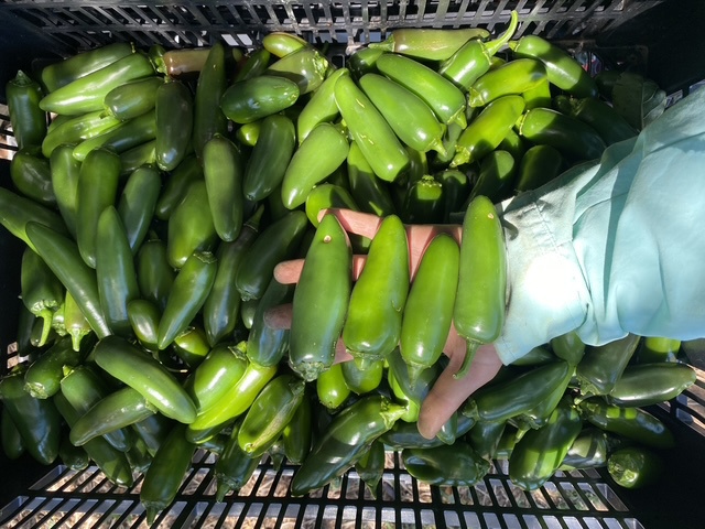 Some like it hot! Australian-made chilli product takes out top prize for 2025
