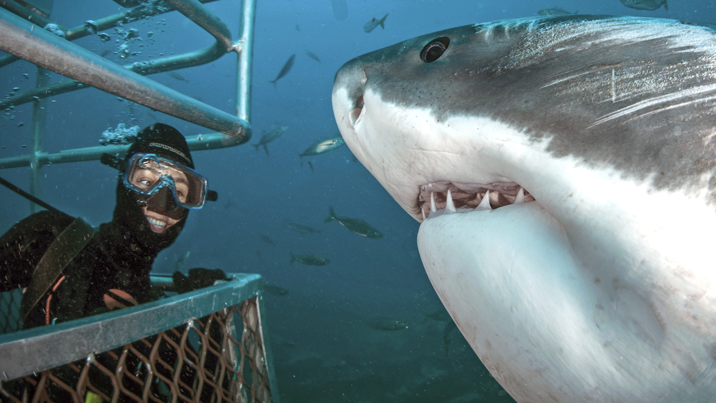 This is the incredible moment a cage diver shared a smile with a five