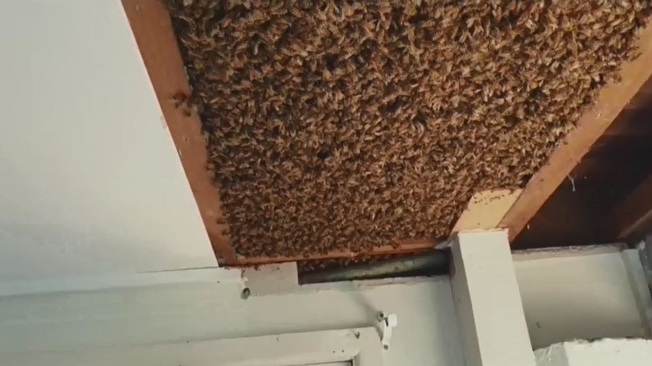 Massive Beehive Found In Ceiling Of Brisbane Home Yakanak News