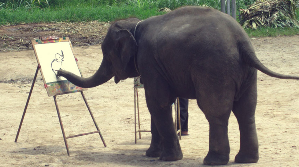 A female elephant learnt to paint. Here you can see some of the amazing things other elephants have achieved.