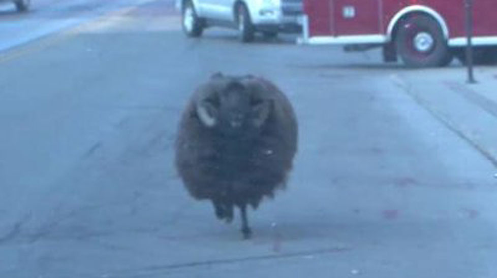 The ram runs down a Des Moines street.