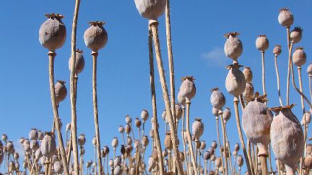 Poppies growing in Tasmania.