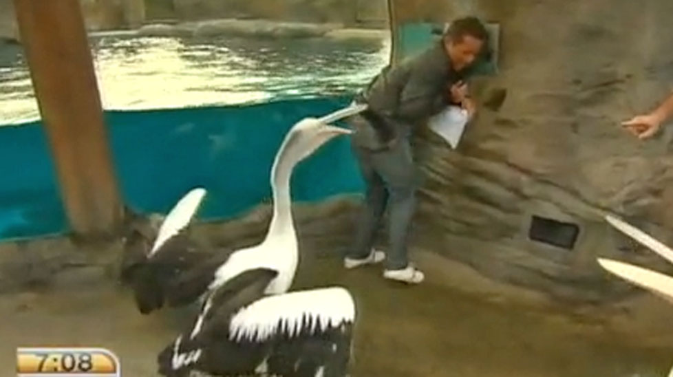 Steve Jacobs getting attacked by a pelican. (TODAY)