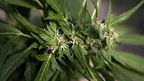While Washington and Colorado have legalised marijuana, federal officials are yet to announce if they'll challenge the move. (AAP)